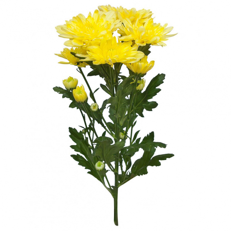 Хризантема желтая кустовая 1