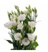 Лизиантус розита белый