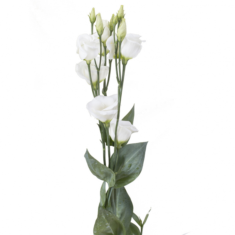 Лизиантус розита белый 2