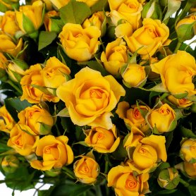 Роза кустовая желтая от интернет-магазина «Марта» в Туле