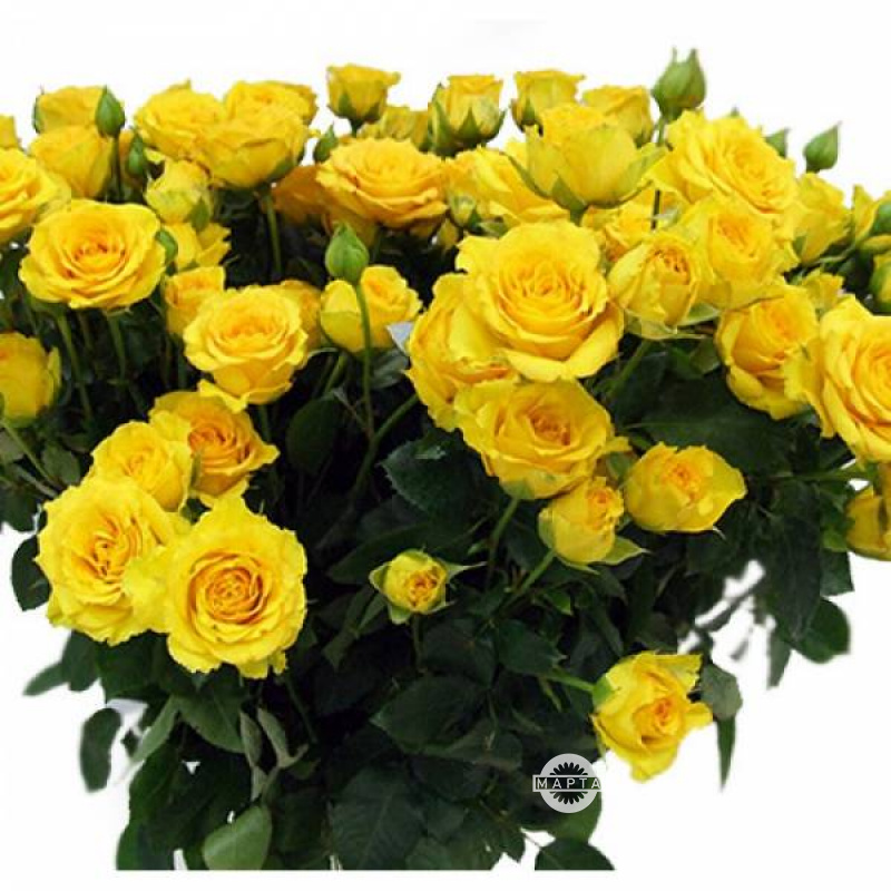 Роза кустовая желтая 1