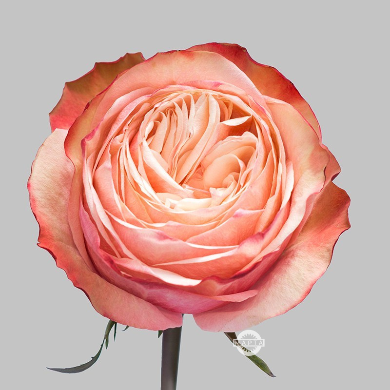 Роза Кахала
