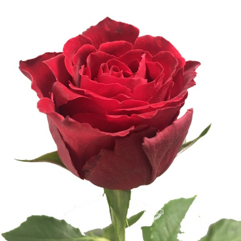 Роза Ред