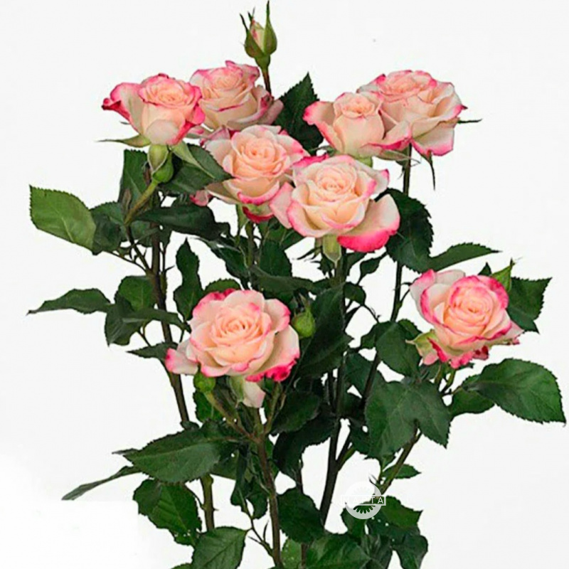 Кустовая роза Рефлекс 1
