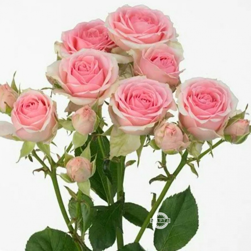 Кустовая роза Динара 1