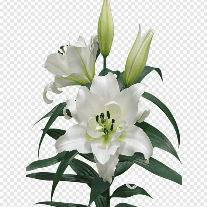 Лилия махровая белая 1